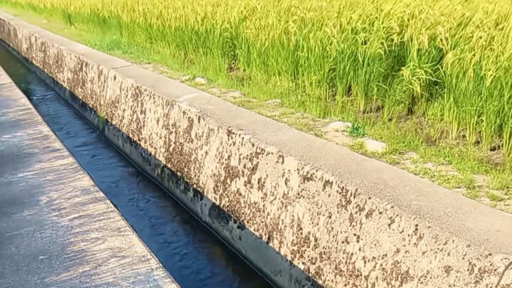 我们都在用力活着 来自日本农村