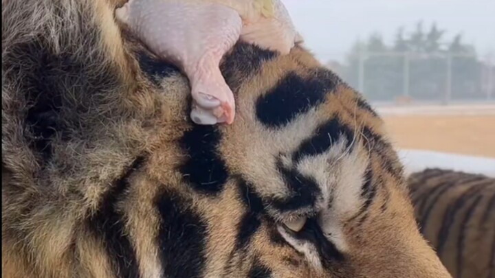 Wang Nannan, whose composure makes her seem nothing like a tiger