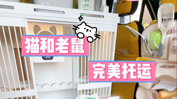 Membesarkan seisi rumah dengan tikus belanda, jadi persediaan makanan untuk kucing