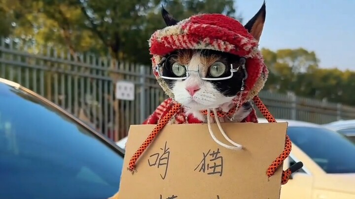 Cat! Steamed Clams!