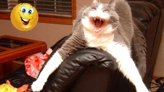 Try Not to Laugh impossible 😂 Funny dogs and cats videos 2024🐶🐈 Funny animal videos