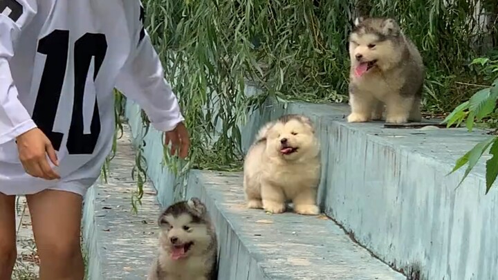 Ngốc quá, tôi không muốn nữa rồi!