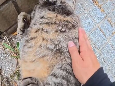 พบเจอมังกรอ้วนตัวร้าย意外地遇到邪恶的大肥猫