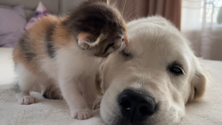 The little kitten constantly teasing Mia