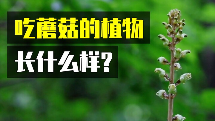 牢底坐穿兰，却依赖吃蘑菇生存？