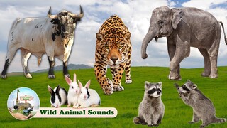 Funny Animal Sounds in Peaceful: Rabbit, Elephant Sounds, Leopard, Raccoon | Lovely Animal Moments