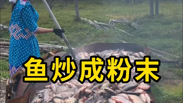 把鱼炒成粉末，给鹿准备过冬的饲料！