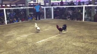 3cock derby , 1st fight @rozano cockpit arena,cantilan surigao del sur