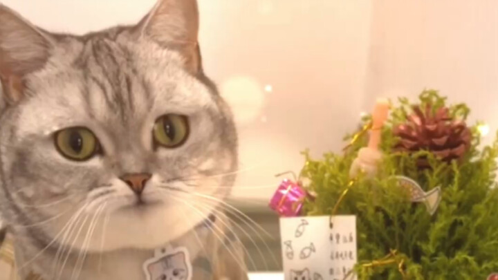 دع القط يختار بين حقنة شرجية وقطة صغيرة، والمفاجأة في النهاية!