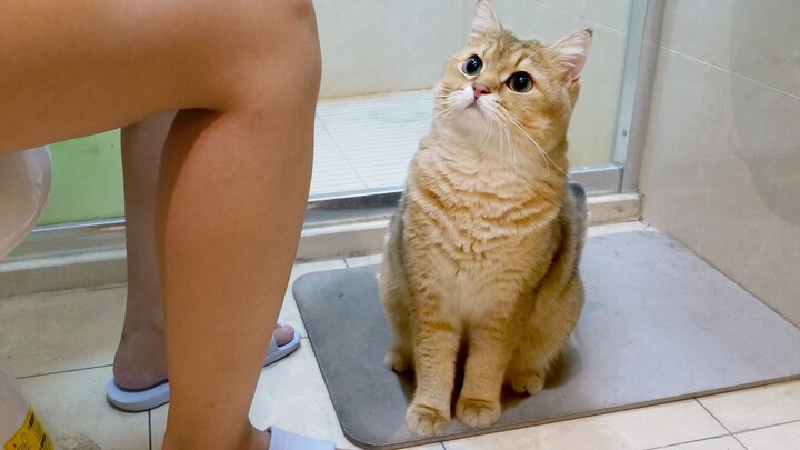 A clingy cat never leaves its owner’s side—wherever the owner goes, the cat follows, even providing 