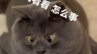 Daily sharing of funny and amusing emoji packs.