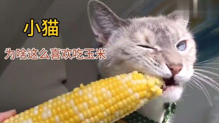 No cat can resist the lure of corn—remember, not a single one.