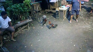 Offline Sabong
