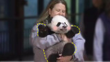 【Panda】Panda babies are travelling overseas now. So cute!