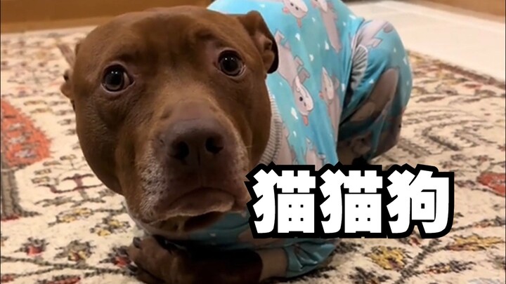 What’s it like when a puppy is raised by a cat?