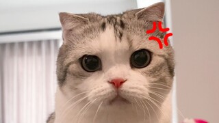 Jangan pernah bilang kucing kecil itu gemuk, langsung bikin dia marah seperti ikan buntal