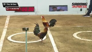 3Cock Derby PAMPANGA Pilay na kanan agad nanalo pa...