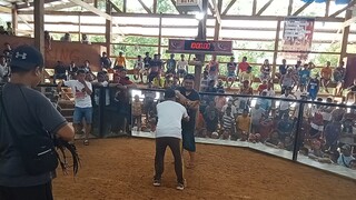 Sept. 10, Rosario Agusan Del Sur Gallera 2Hits Ulutan 2nd fyt