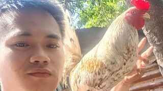 Ang Mga panimula ko murang manok PEO kalidad..