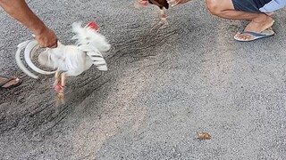 may improvement na ang pangalawang sayaw ni kelso