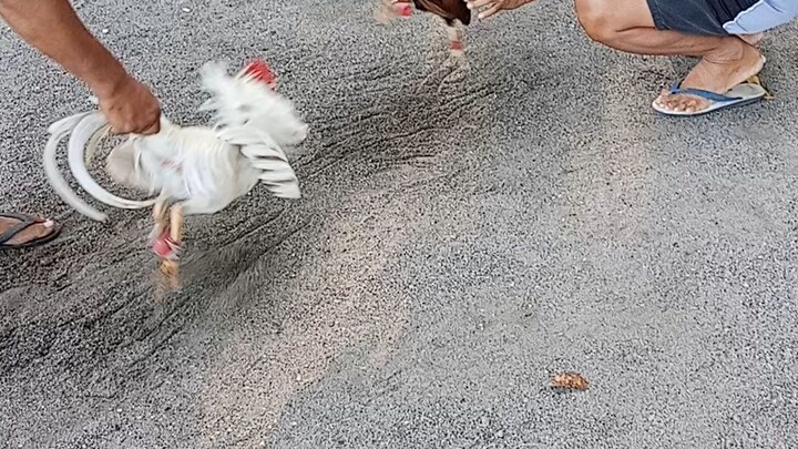 may improvement na ang pangalawang sayaw ni kelso