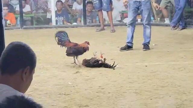ito mga boss Yung Talo sa Moncada tarlac kasama ng puti