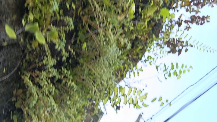 This is a small green wall near my home in Siliguri, West Bengal. Nature is everywhere.#nature #plan