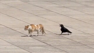 Burung ini pasti mengumpat dengan sangat kotor