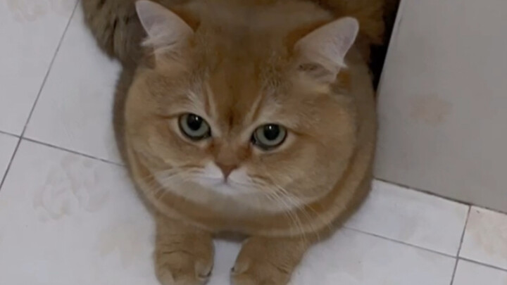 هل قططكم كذلك أيضًا؟