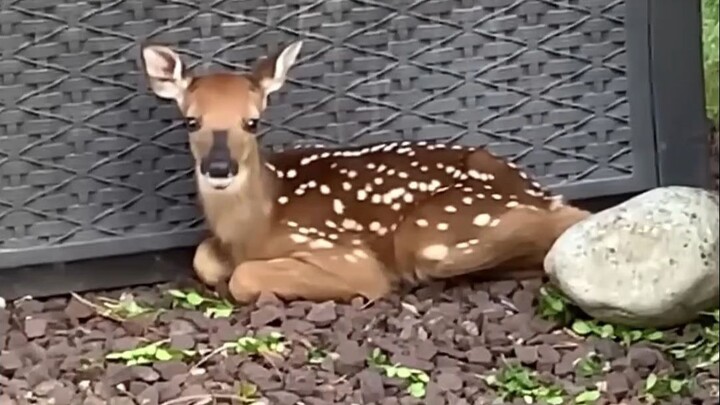 鹿向人类朋友展示幼崽