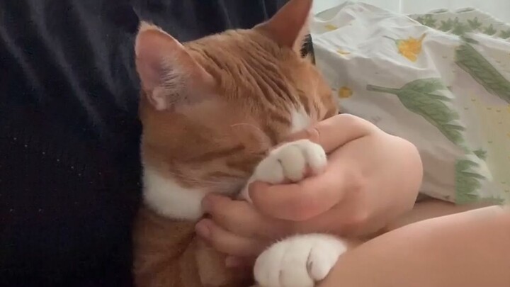 Rượu làm gan lợn, snack làm gan mèo!