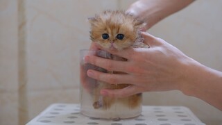 I was washing a kitten, but I didn’t expect it to be so dirty!