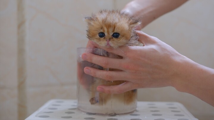 I was washing a kitten, but I didn’t expect it to be so dirty!