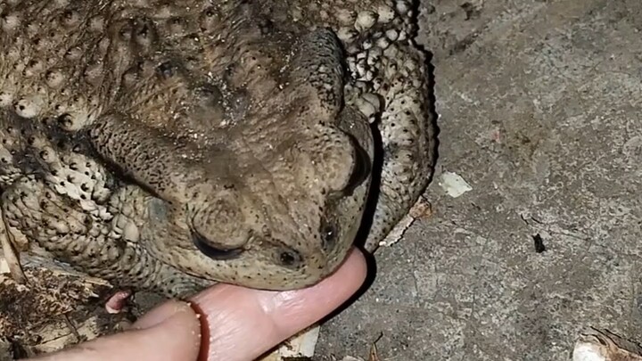 I thought you had gone into hibernation...