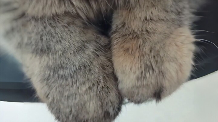 Why are you sneaking photos of my paws again?