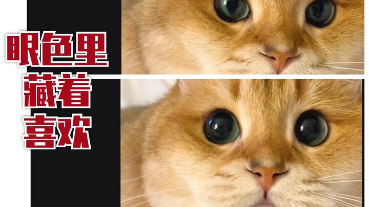 【ความชอบซ่อนไม่อยู่ในแววตา】น้องแมวตัวไหนกันนะ ที่ทำให้แมวน้อยตัวอื่นๆ หลงรักหมดเลย?