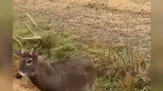 Zombie Deer Disease