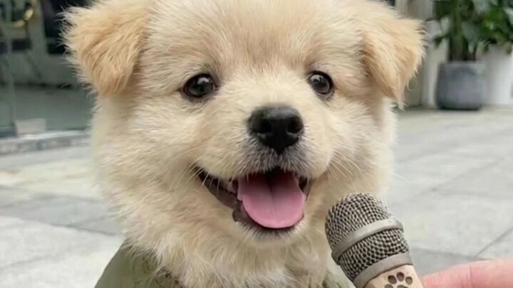 น้องหมาขออวยพรให้ทุกคนมีความสุขในวันหัวมังกรและวสันตวิษุวัตนะ!