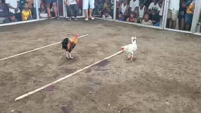 white in action