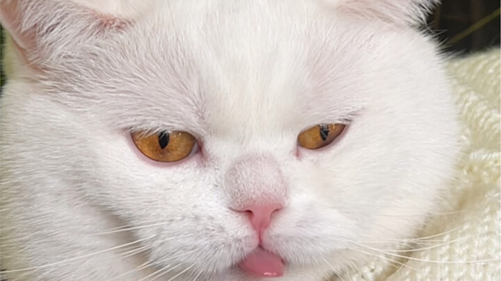 لا يمكن تربية كلب ذكي جدًا~