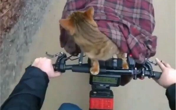 骑行的路上遇见了一只猫，并让他加入了旅途