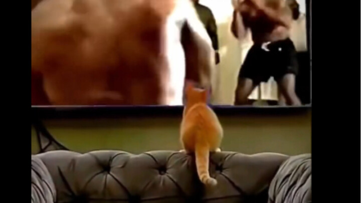 I’m a fighting cat too!