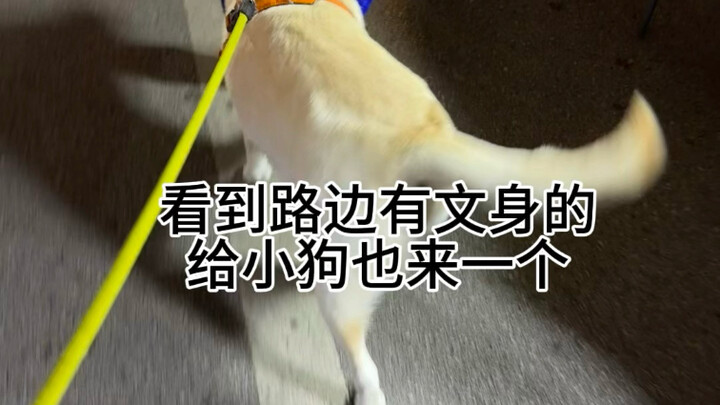 The shy puppy has officially become a social butterfly!