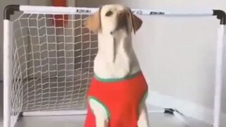 funny videos