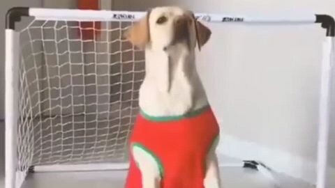 funny videos