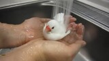 Thú cưng dễ thương | Bể tắm nước nóng cho chim ri
