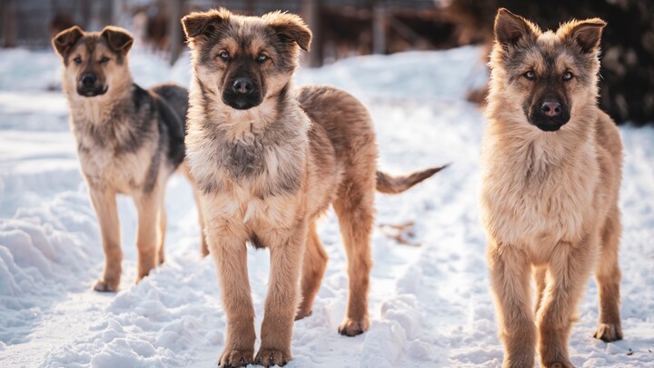 【Chinese Village Dog】Three Little Guys with Natural Charisma! A trio of loyal, smart, and handsome p