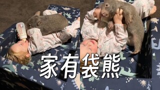 与袋熊一起长大是什么体验？ 家有这么个大肉球真的太好玩了