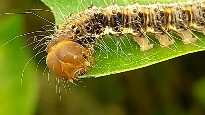 always remember that anything with lives is deserves to be live.