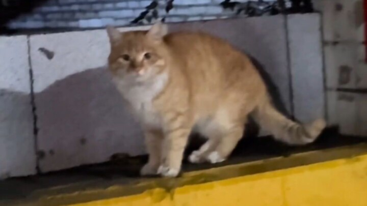 “Sendirian?” “Pulang ke rumah Bu untuk main” “Kamu lucu sekali”